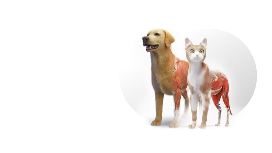 Animal Anatomy VR artwork 2